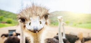 Родени да бъдат на свобода: Щрауси препускат по улиците на Ла Пас (ВИДЕО)