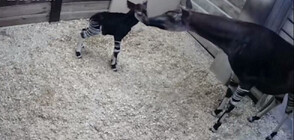 В зоопарк в САЩ се роди бебе окапи (ВИДЕО)