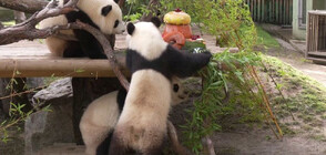Панди близнаци отпразнуваха втория си рожден ден (ВИДЕО)