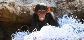 Бебе шимпанзе, ухапано от змия, се завърна при майка си (ВИДЕО)