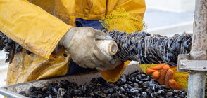Солени глоби за незаконен улов на миди по Черноморието