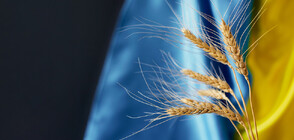 Парламентът реши: Отпада забраната за внос на зърно от Украйна