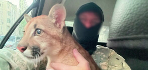 Бразилските власти спасиха ягуарче, държано в плен за незаконна търговия (ВИДЕО)