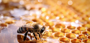 Пчеларите у нас готвят протест