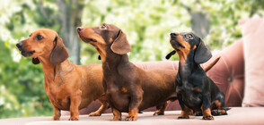 Надбягване за дакели в Синсинати (ВИДЕО)