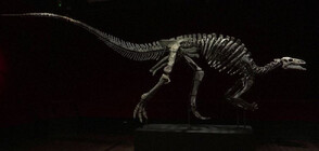 Продават на търг в Париж рядък скелет на динозавър (ВИДЕО)