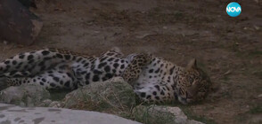Ухапаното от леопард момиче искало да погали малките на хищника (ВИДЕО)