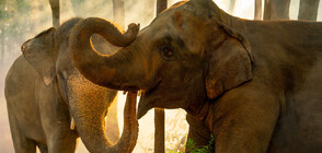Two Indian elephants become part of Sofia Zoo's collection