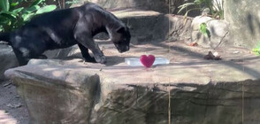 В жегите: Раздадоха ледени лакомства за животните в зоопарка в Рио (ВИДЕО)