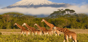 За да ги предпазят от изчезване: В Кения поставиха GPS-и на жирафите (ВИДЕО)