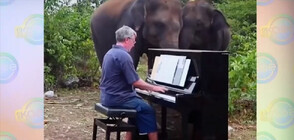 Пианист успокоява слепи и болни слонове с класическа музика