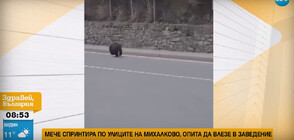 Мече обикаля улиците на девинско село (ВИДЕО)