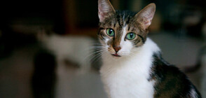 "Щастие за котките": 60 бездомни животни търсят своето ново семейство (СНИМКИ+ВИДЕО)