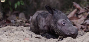 Бебе носорог от застрашен вид се роди в Индонезия (ВИДЕО)