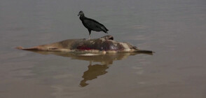 Стотици делфини бяха открити мъртви в района на река Амазонка (ВИДЕО)