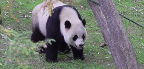 Връщат в Китай три големи панди от зоопарка във Вашингтон (ВИДЕО)