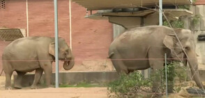 Новите слонове в Софийския зоопарк: Фрося и Луиза вече радват посетителите (ВИДЕО+СНИМКИ)