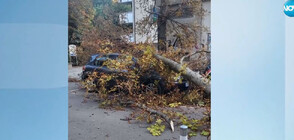 На косъм от трагедия: Огромно дърво се стовари върху коли в столичния кв. "Лозенец"
