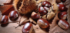 Шампионат по игра с кестени в Лондон (ВИДЕО)