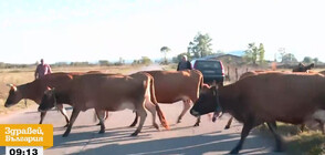 Серия от тежки инциденти, след като коли помитат крави на пътя