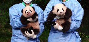 Панди близнаци получиха имена в зоологическа градина в Южна Корея (ВИДЕО)