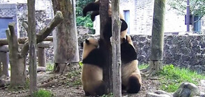Панда се опита да свали малкото си, заседнало на дърво (ВИДЕО)