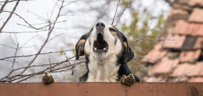 Съседи се оплакват от тормоз на десетки кучета, затворени в изоставена къща