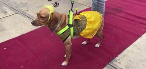 Парад за Хелоуин на домашни любимци в Перу (ВИДЕО)