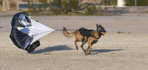 Спускат с парашут полицейски кучета в труднодостъпни райони в Турция (ВИДЕО)