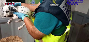 Испанската полиция спаси над 400 животни, станали жертва на незаконен трафик (ВИДЕО)