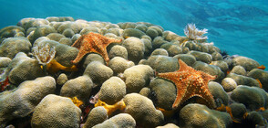 Учени: Морските звезди са по-голяма заплаха за коралите от глобалното затопляне (ВИДЕО)