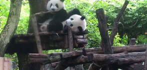 Прегръдки и целувки: Две панди се наслаждават на приятелството си (ВИДЕО)