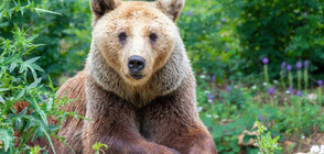14-годишната мечка Диана заспа зимен сън в зоопарка в Стара Загора