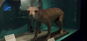 За пръв път: Учени извлякоха РНК от изчезнал преди близо 90 години вид (ВИДЕО)