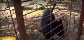 Черна пантера е най-новият обитател на зоопарка в Бургас
