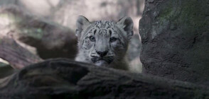 Бебета от редкия вид снежен леопард с дебют пред публика (ВИДЕО)