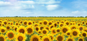 Как слънчогледите следват движението на Слънцето