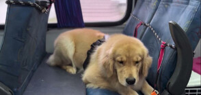 Сложете си каишките: Автобус разхожда кучета по улиците на бразилски град (ВИДЕО)