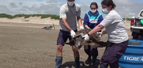 Рибари спасиха ранена 40-килограмова костенурка от застрашен вид (ВИДЕО)