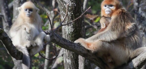 УМИЛИТЕЛНИ КАДРИ: Вижте как златни чипоноси маймунки се наслаждават на семеен излет (ВИДЕО)