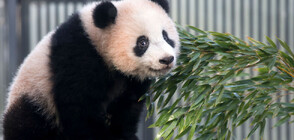 Лакома панда преследва ветеринари за допълнителна порция храна