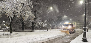 Около 35 см сняг в София: Над 1000 сигнала за паднали клони и дървета