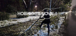 Над 200 сигнала за паднали клони и дървета в Пловдив (СНИМКИ)