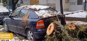 Защо часове, след като дърво падна върху кола в Пловдив, щетите все още не са описани