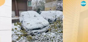 Клони паднаха върху колата на белгиец в София, той още чака екип да опише щетите
