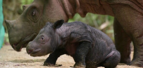 В Индонезия се роди изключително рядък вид носорог (ВИДЕО)