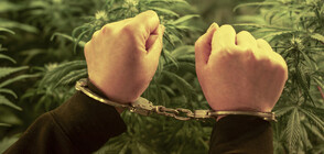 Арестуваха мъж в Стара Загора с марихуана за 300 365 лева
