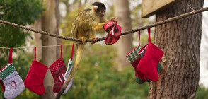 Коледа подрани за животните в зоопарка в Лондон (ВИДЕО)