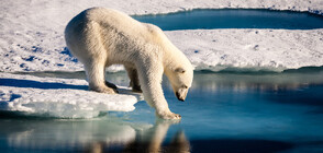 Изчезват ли полярните мечки (ВИДЕО)