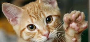 Осинови си котка: Изложба на бездомни и излекувани животни бе открита в Русе (СНИМКИ)